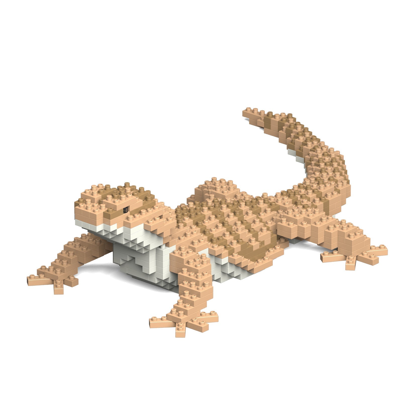 Bearded Dragon