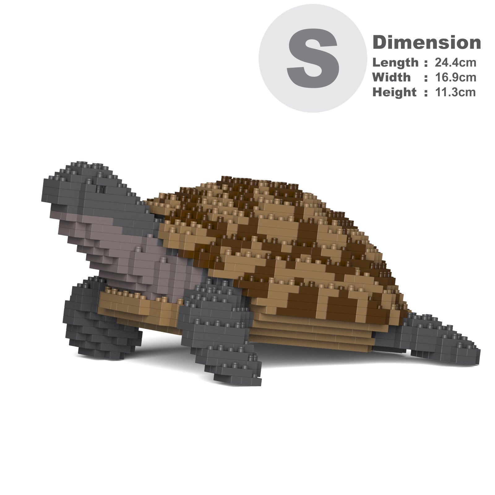 Greek Tortoise