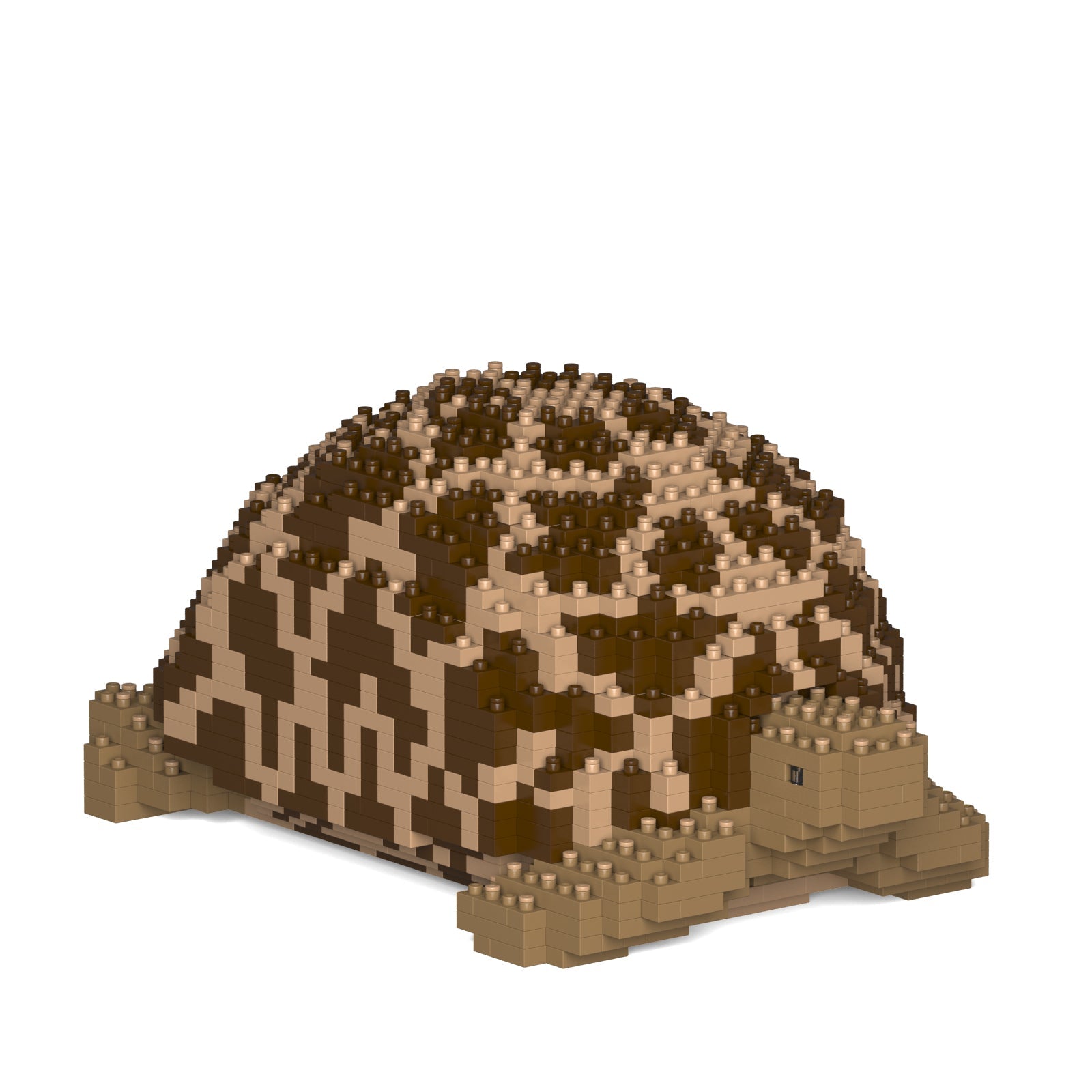 Indian Star Tortoise