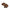 Capybara